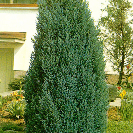 Chamaecyparis Lawsoniana Ellwoodii Flocking - View 10 from www redcrocus com