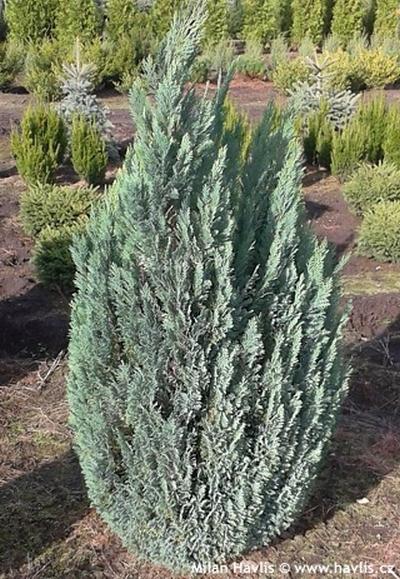 Chamaecyparis Lawsoniana Ellwoodii Flocking - View 13 from www redcrocus com