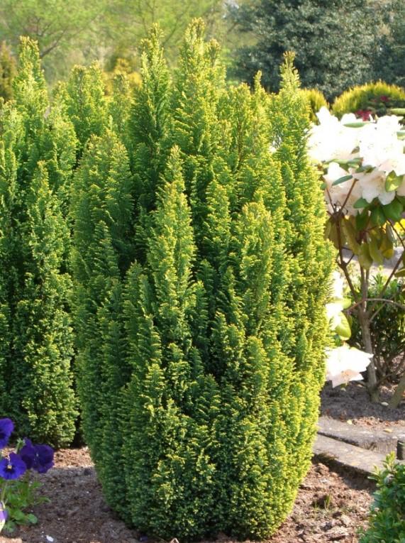 Chamaecyparis Lawsoniana Ellwoodii Flocking - View 13 from www redcrocus com