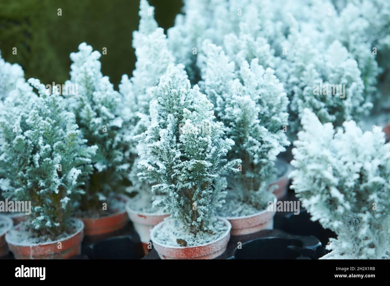 Chamaecyparis Lawsoniana Ellwoodii Flocking - View 14 from www redcrocus com