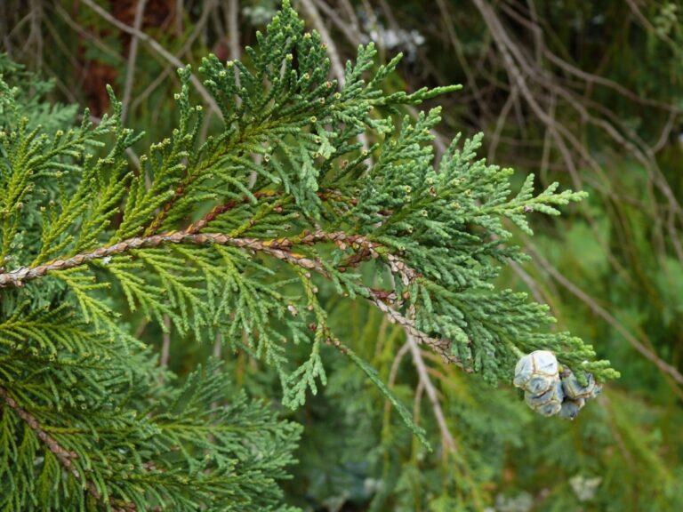 Chamaecyparis Lawsoniana Ellwoodii Flocking - View 15 from www redcrocus com