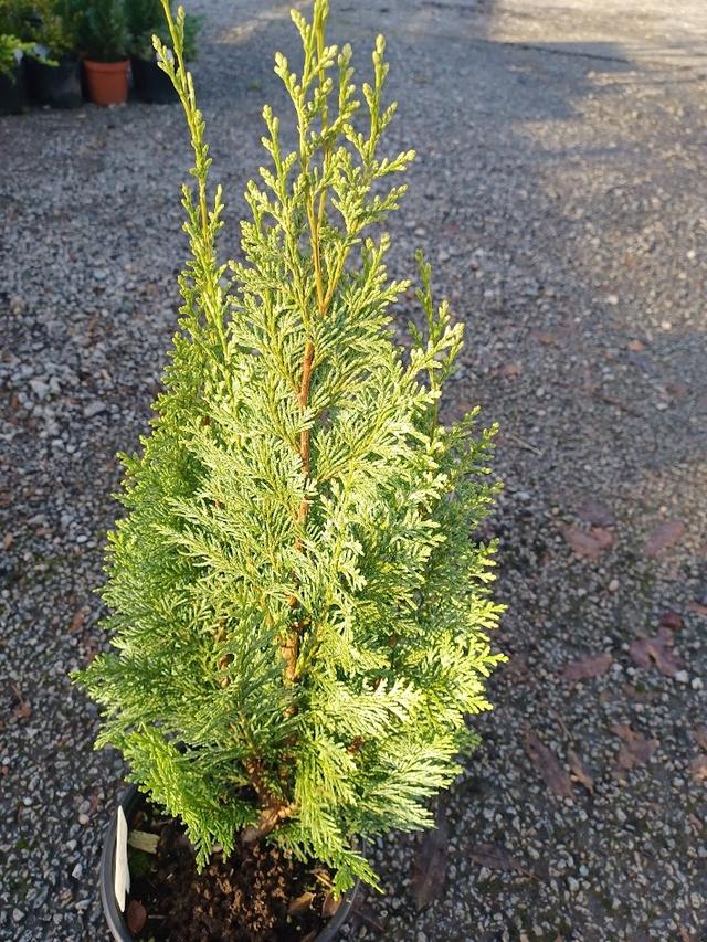 Chamaecyparis Lawsoniana Ellwoodii Flocking - View 16 from www redcrocus com