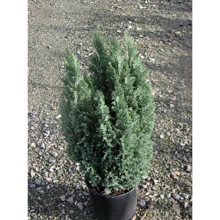 Chamaecyparis Lawsoniana Ellwoodii Flocking - View 17 from www redcrocus com