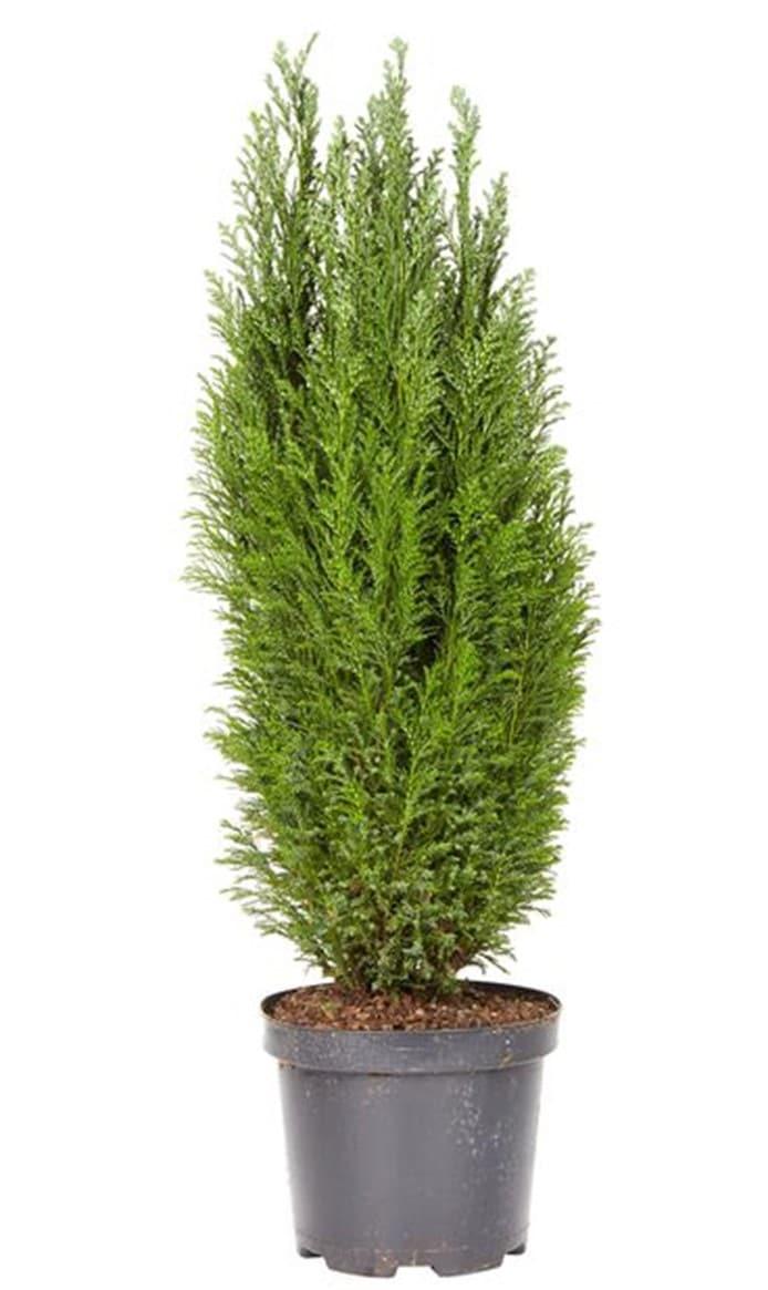 Chamaecyparis Lawsoniana Ellwoodii Flocking - View 18 from www redcrocus com