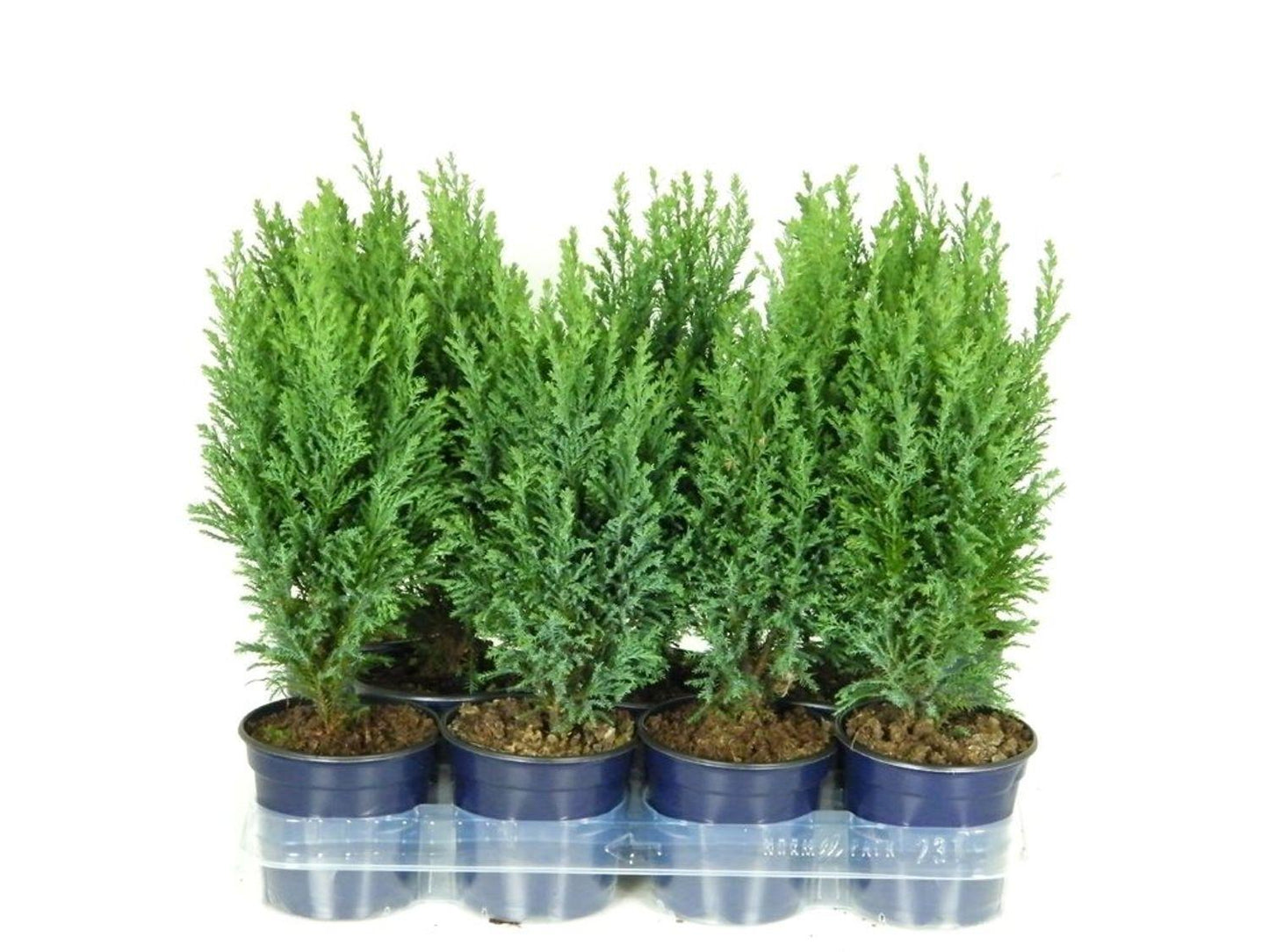 Chamaecyparis Lawsoniana Ellwoodii Flocking - View 19 from www redcrocus com