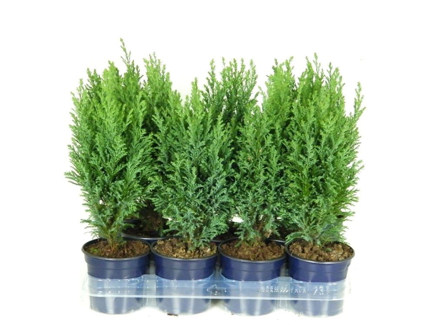 Chamaecyparis Lawsoniana Ellwoodii Flocking - View 19 from www redcrocus com
