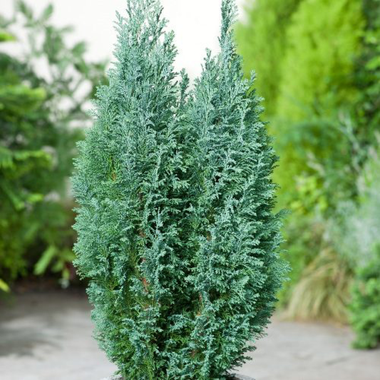 Chamaecyparis Lawsoniana Ellwoodii Flocking - View 1 from www redcrocus com