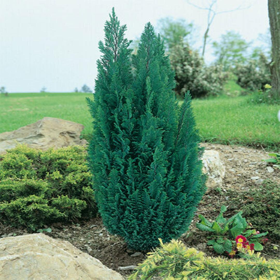 Chamaecyparis Lawsoniana Ellwoodii Flocking - View 2 from www redcrocus com