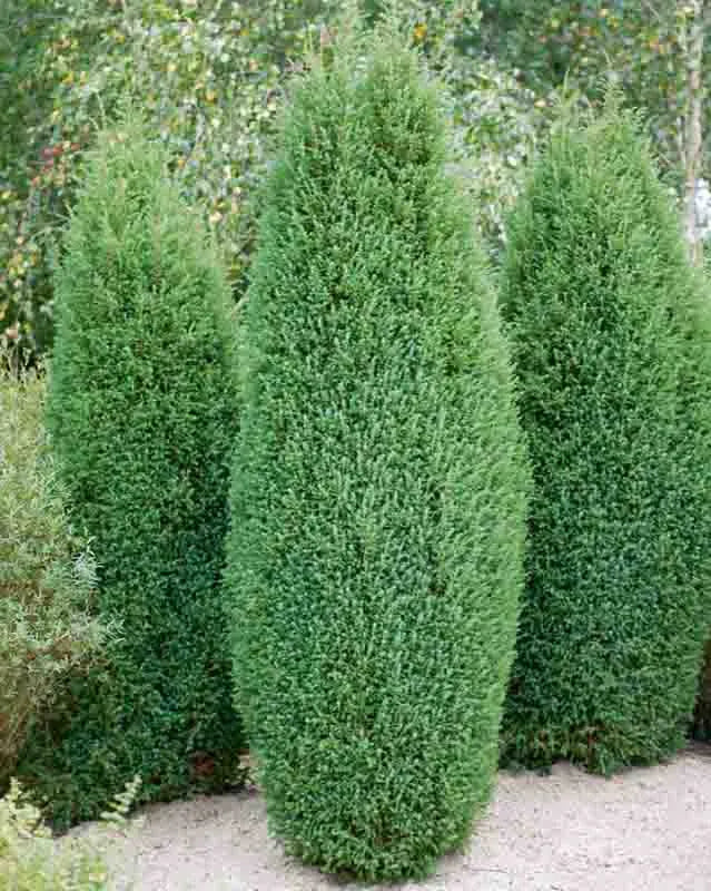 Chamaecyparis Lawsoniana Ellwoodii Flocking - View 3 from www redcrocus com