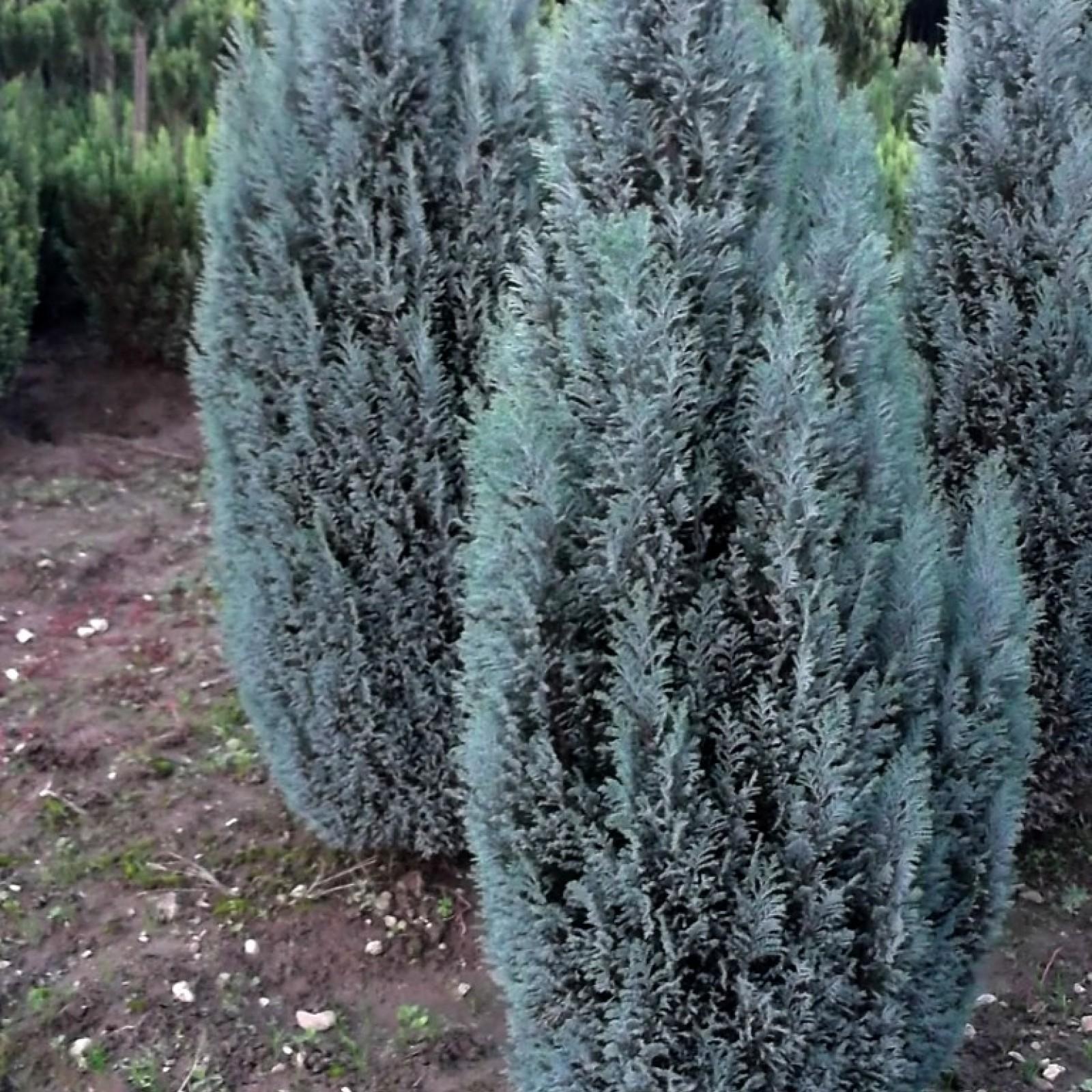 Chamaecyparis Lawsoniana Ellwoodii Flocking - View 4 from www redcrocus com