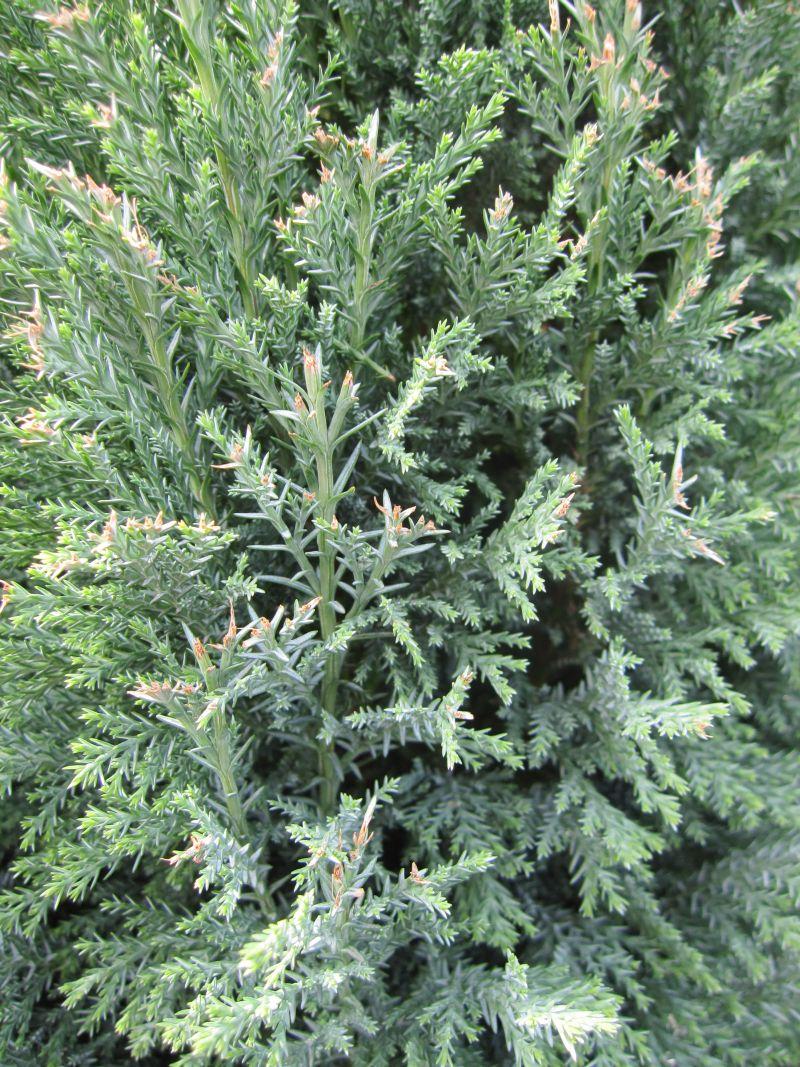 Chamaecyparis Lawsoniana Ellwoodii Flocking - View 5 from www redcrocus com