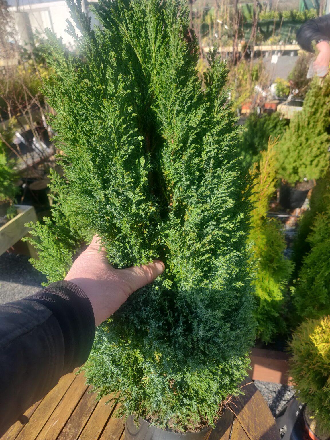 Chamaecyparis Lawsoniana Ellwoodii Flocking - View 6 from www redcrocus com