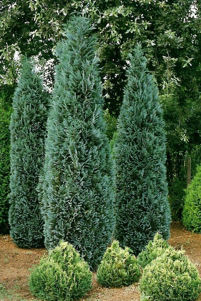 Chamaecyparis Lawsoniana Ellwoodii Flocking - View 7 from www redcrocus com