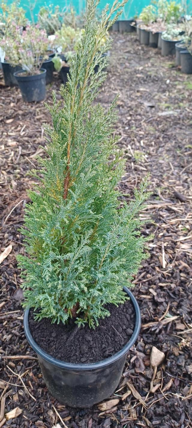 Chamaecyparis Lawsoniana Ellwoodii Flocking - View 8 from www redcrocus com