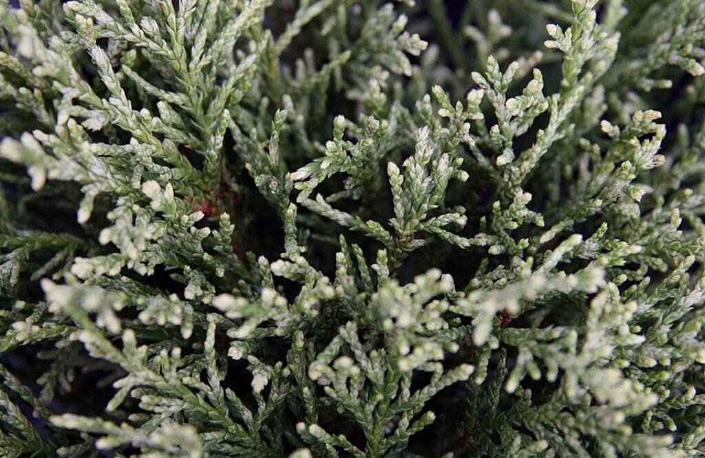 Chamaecyparis Lawsoniana Ellwoodii Flocking - View 9 from www redcrocus com