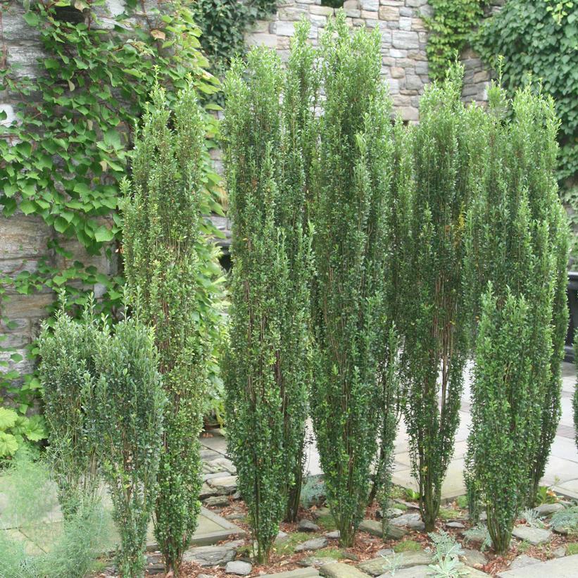 Ilex Crenata 'sky Pencil' - View 10 from www redcrocus com
