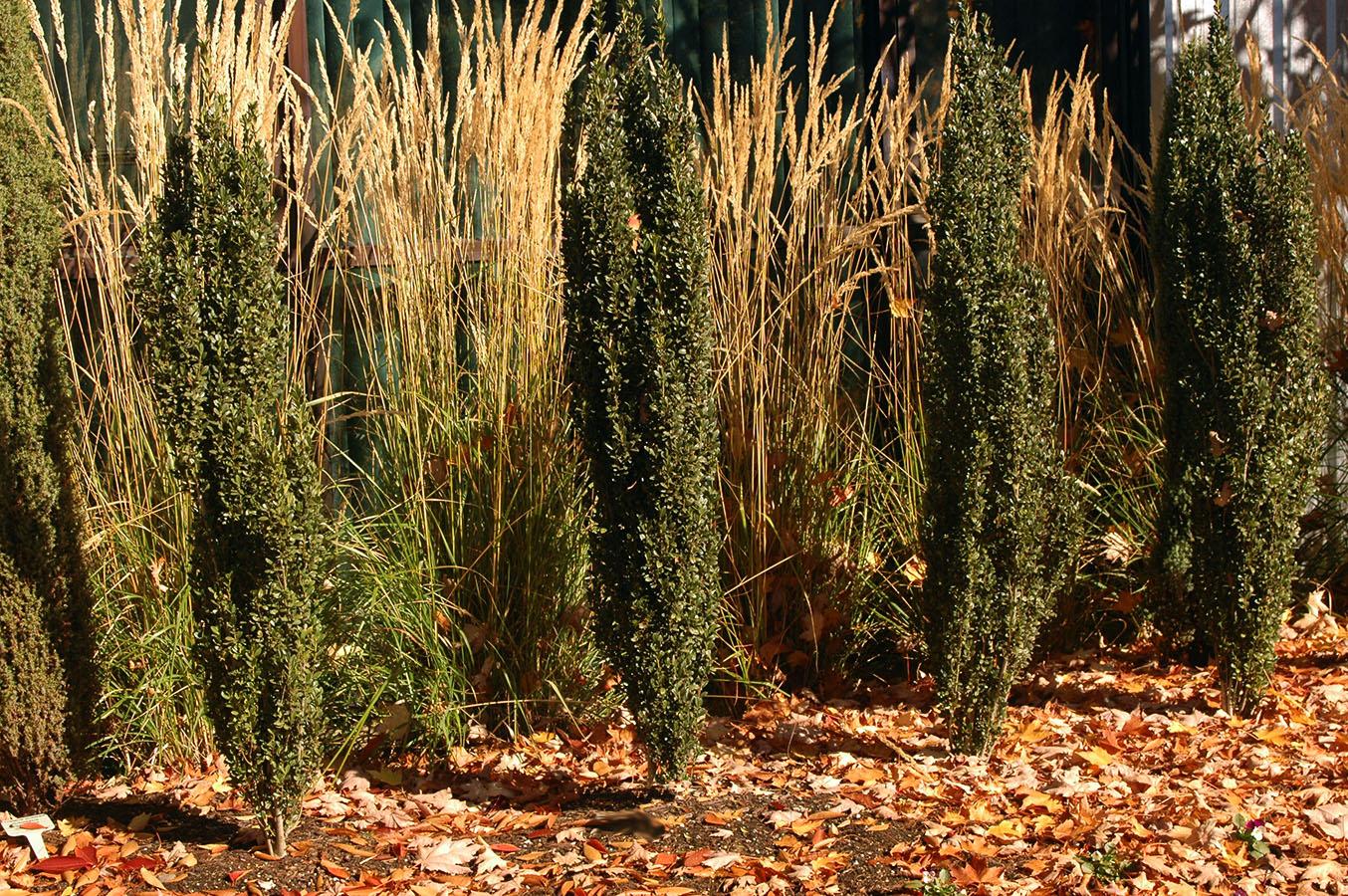 Ilex Crenata 'sky Pencil' - View 15 from www redcrocus com
