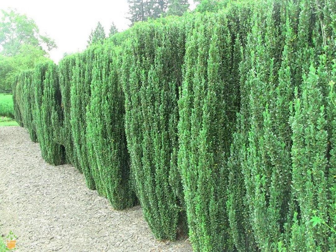 Ilex Crenata 'sky Pencil' - View 21 from www redcrocus com