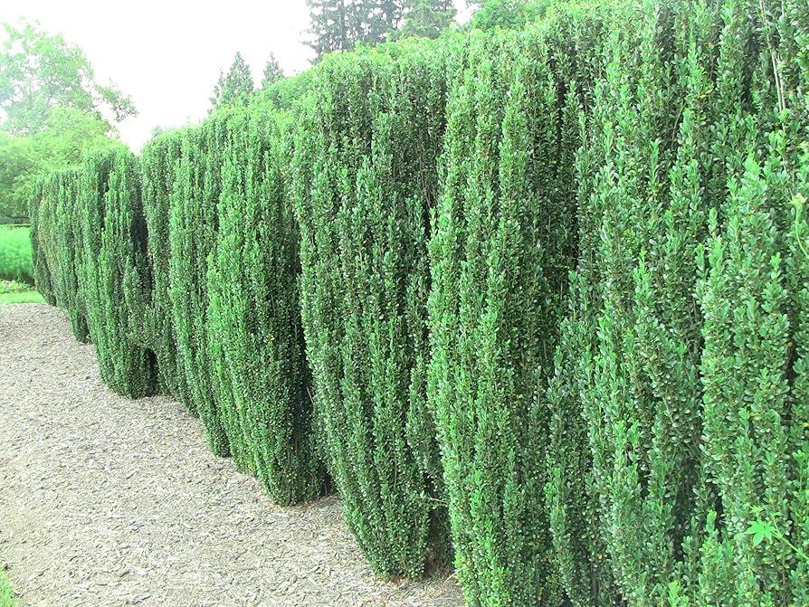 Ilex Crenata 'sky Pencil' - View 24 from www redcrocus com