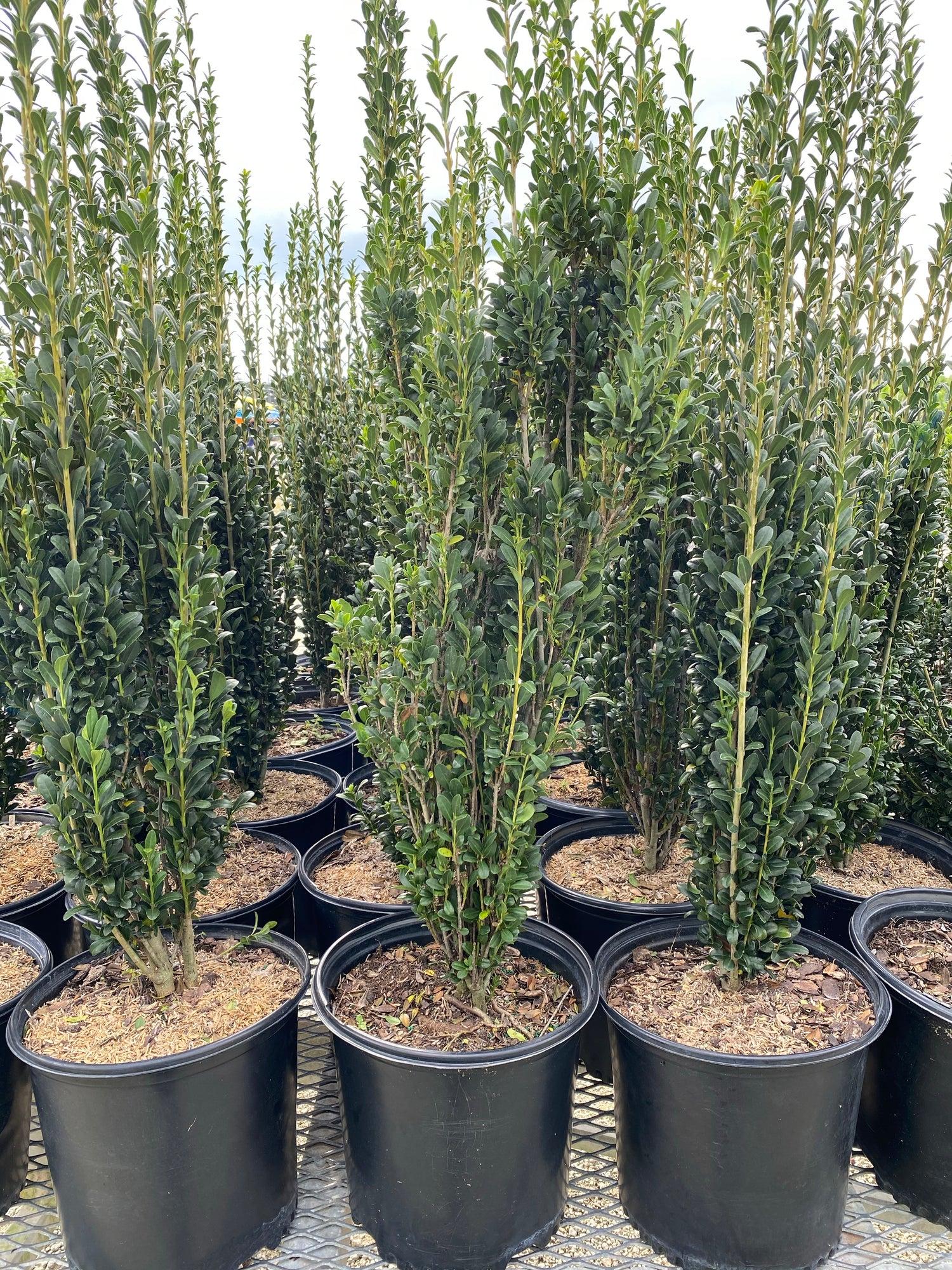 Ilex Crenata 'sky Pencil' - View 28 from www redcrocus com