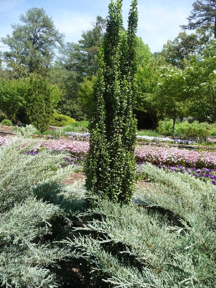 Ilex Crenata 'sky Pencil' - View 29 from www redcrocus com