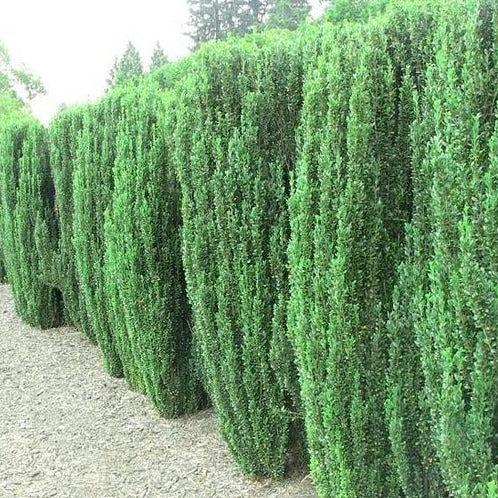 Ilex Crenata 'sky Pencil' - View 32 from www redcrocus com