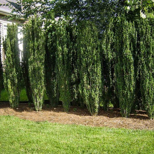 Ilex Crenata 'sky Pencil' - View 38 from www redcrocus com
