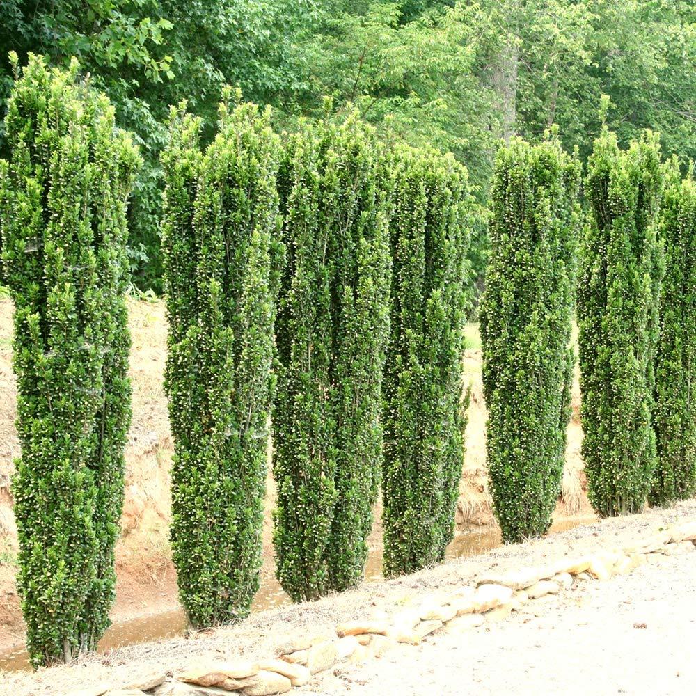 Ilex Crenata 'sky Pencil' - View 39 from www redcrocus com