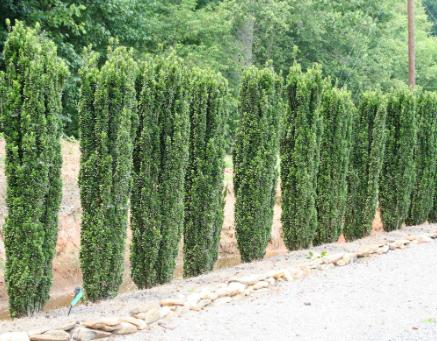 Ilex Crenata 'sky Pencil' - View 40 from www redcrocus com