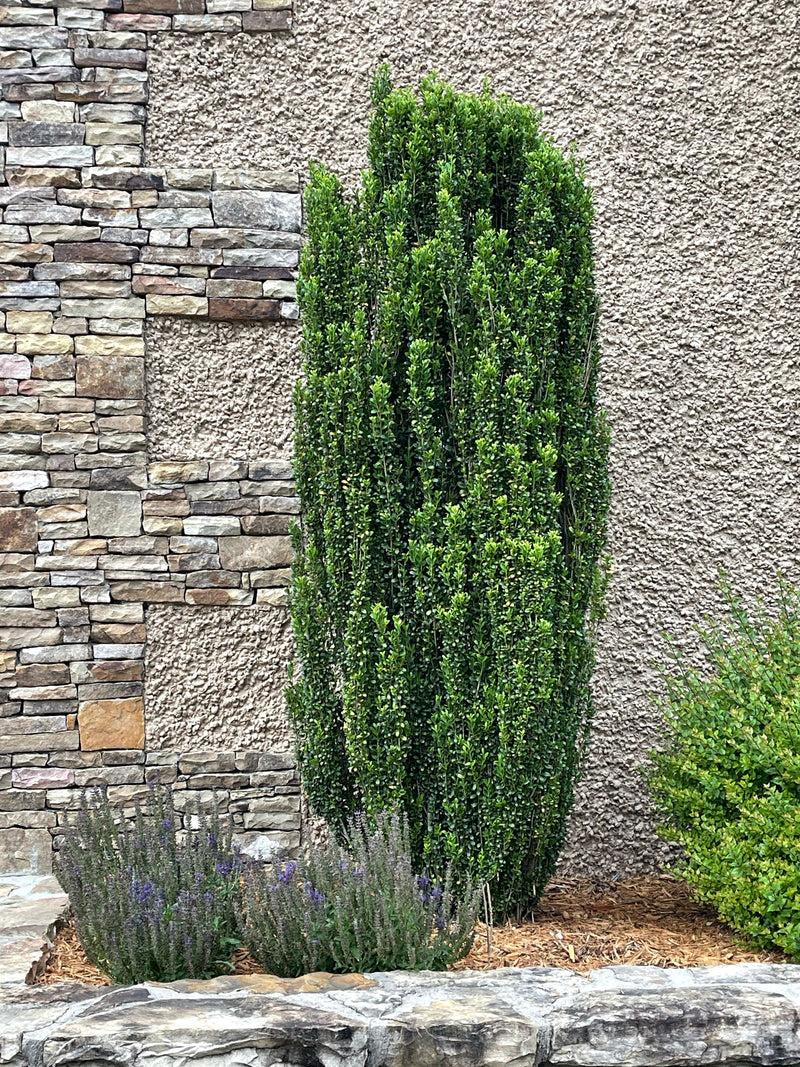 Ilex Crenata 'sky Pencil' - View 5 from www redcrocus com