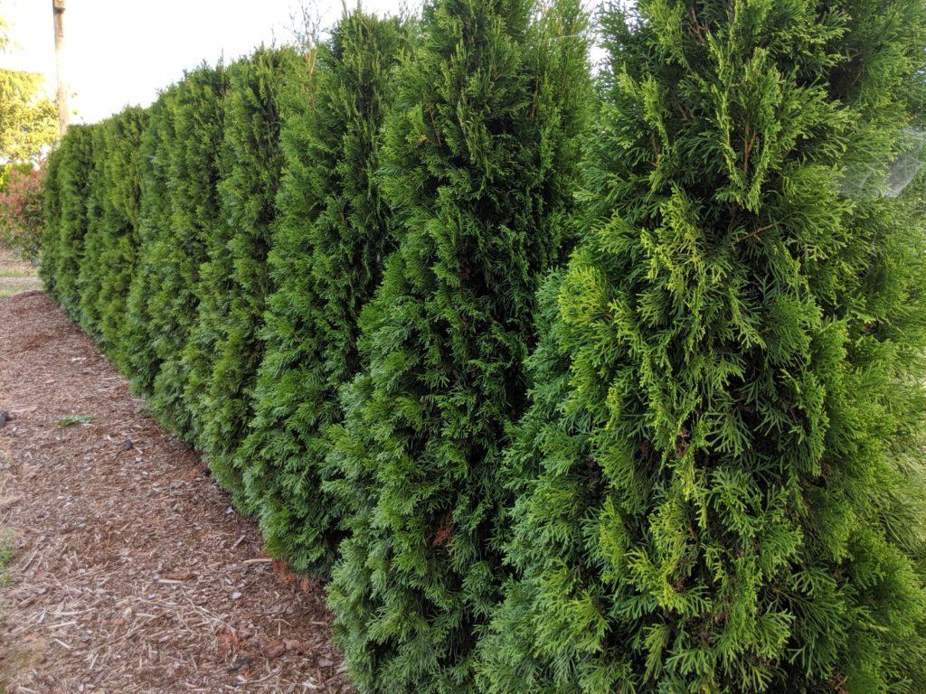 Taxus Media 'h m  Eddie' - View 10 from www redcrocus com