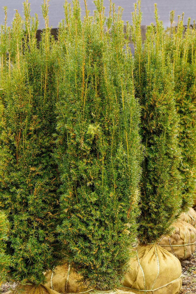 Taxus Media 'h m  Eddie' - View 14 from www redcrocus com