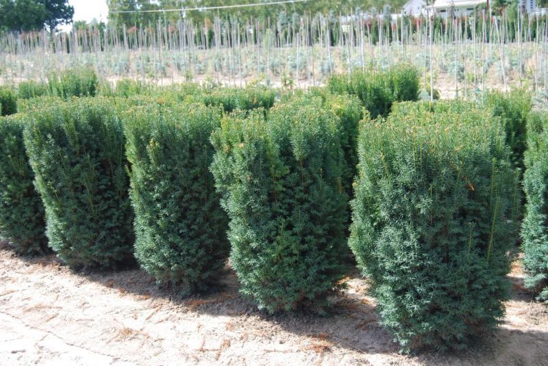 Taxus Media 'h m  Eddie' - View 1 from www redcrocus com