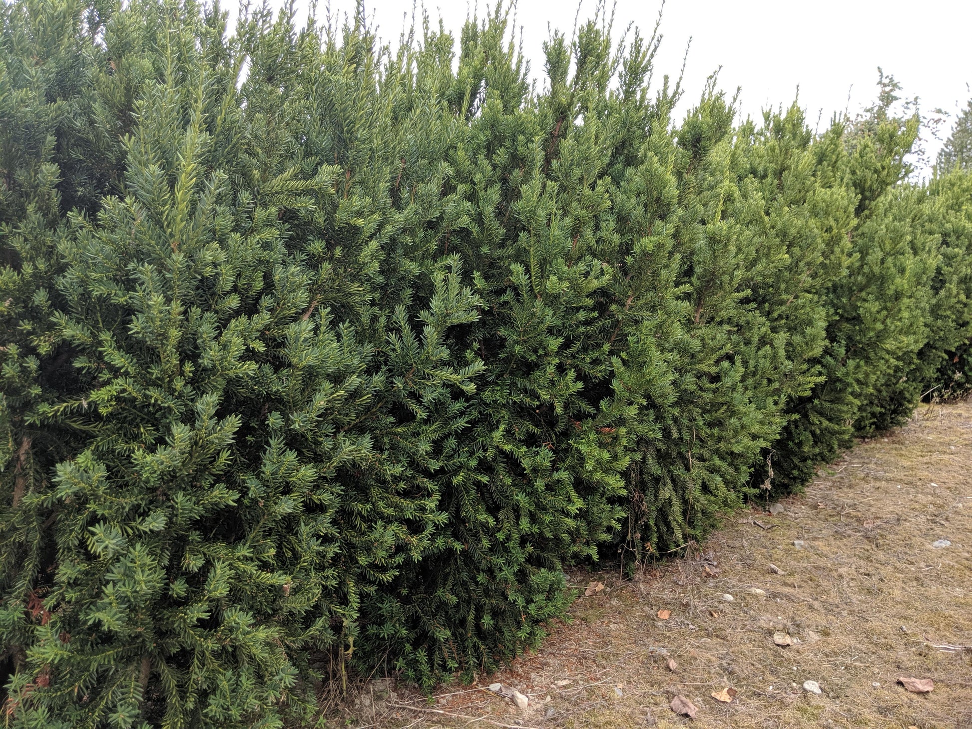 Taxus Media 'h m  Eddie' - View 2 from www redcrocus com