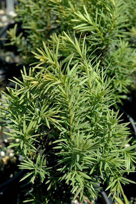 Taxus Media 'h m  Eddie' - View 3 from www redcrocus com