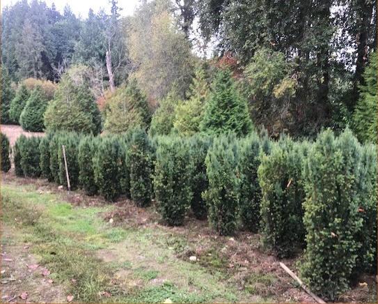 Taxus Media 'h m  Eddie' - View 4 from www redcrocus com