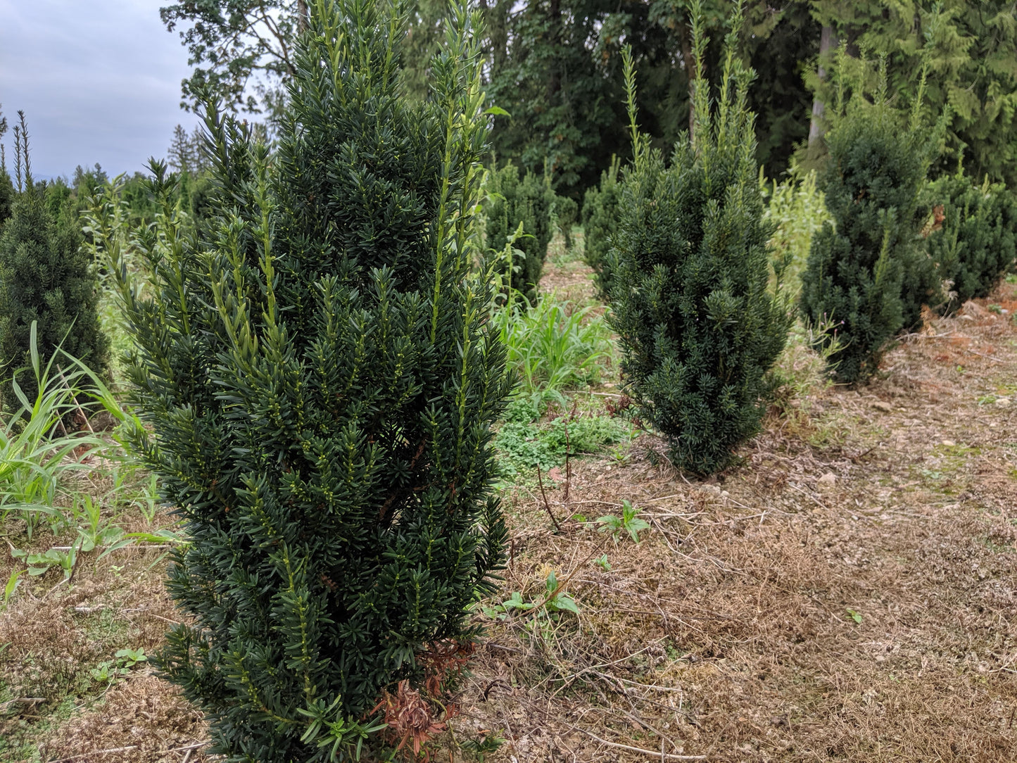 Taxus Media 'h m  Eddie' - View 5 from www redcrocus com