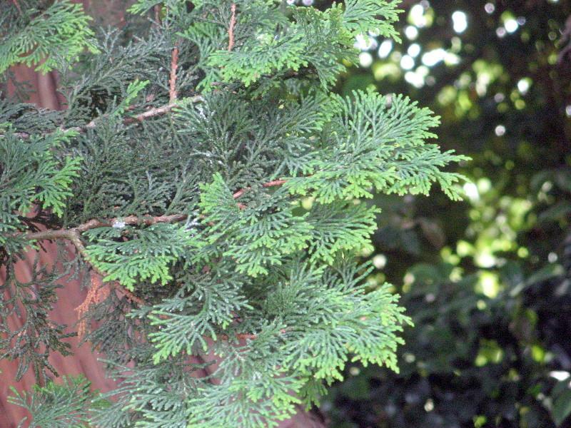 Chamaecyparis Obtusa 'breviramea' - View 10 from www redcrocus com