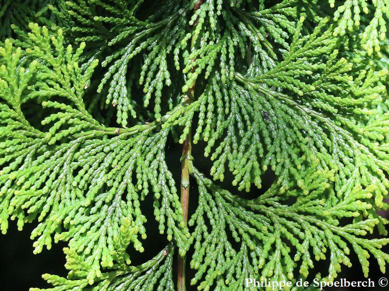 Chamaecyparis Obtusa 'breviramea' - View 13 from www redcrocus com