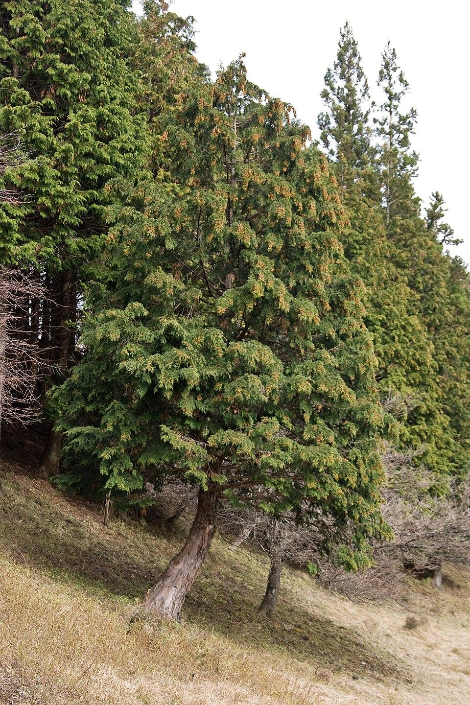 Chamaecyparis Obtusa 'breviramea' - View 16 from www redcrocus com