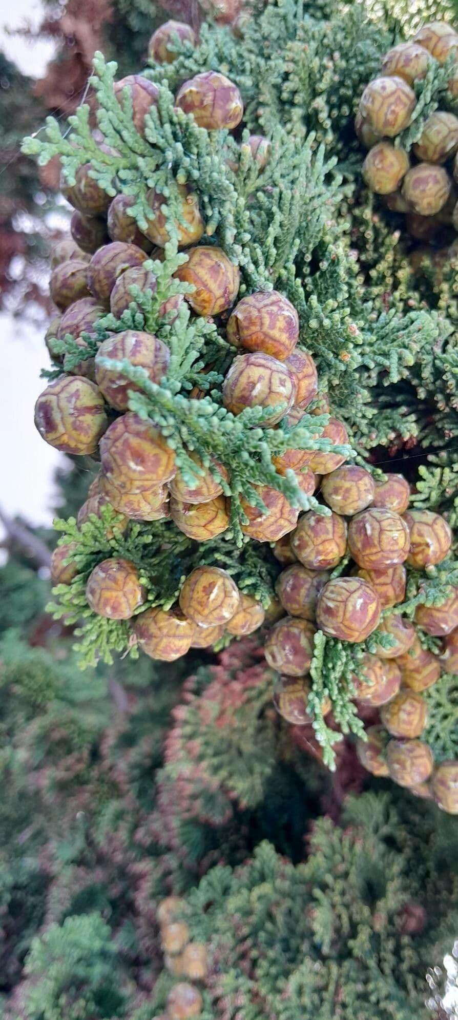 Chamaecyparis Obtusa 'breviramea' - View 18 from www redcrocus com