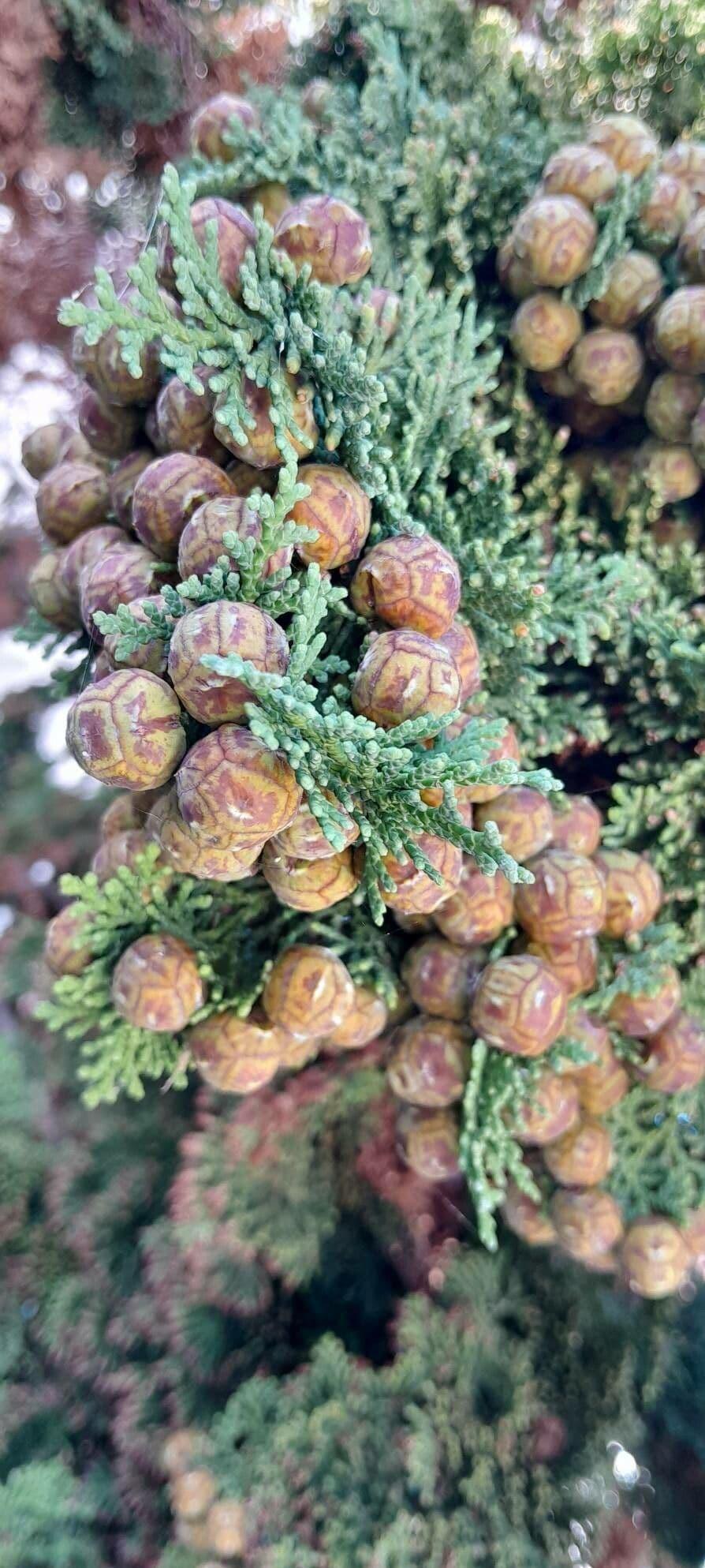 Chamaecyparis Obtusa 'breviramea' - View 20 from www redcrocus com