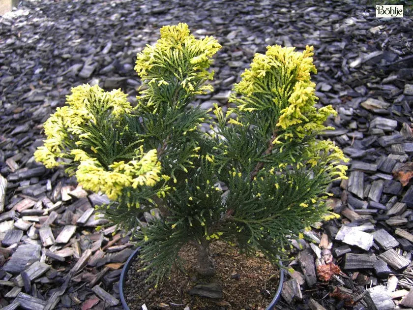 Chamaecyparis Obtusa 'breviramea' - View 23 from www redcrocus com