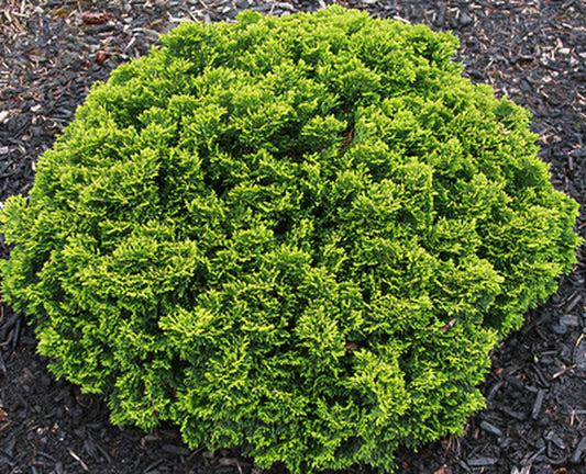 Chamaecyparis Obtusa 'breviramea' - View 23 from www redcrocus com