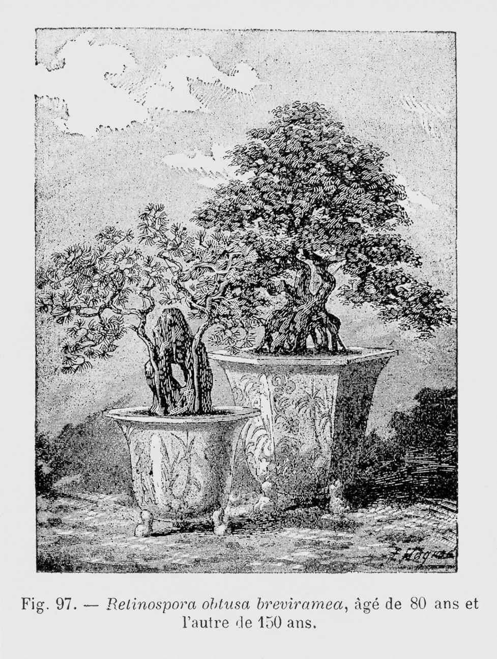 Chamaecyparis Obtusa 'breviramea' - View 25 from www redcrocus com
