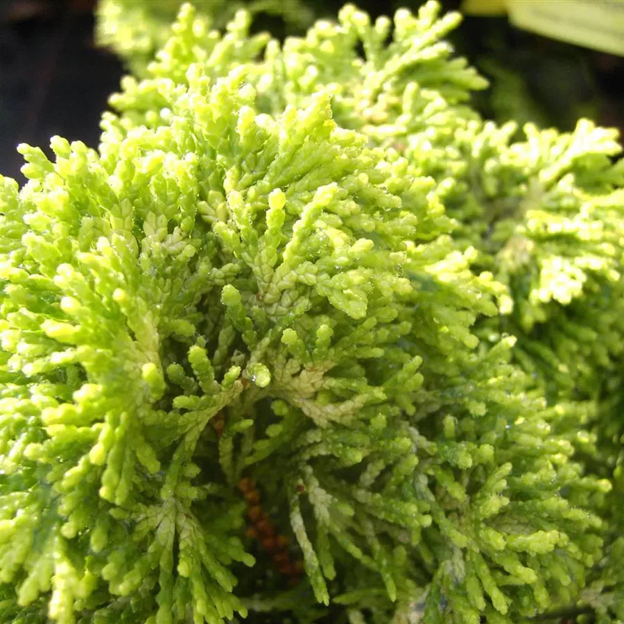 Chamaecyparis Obtusa 'breviramea' - View 26 from www redcrocus com