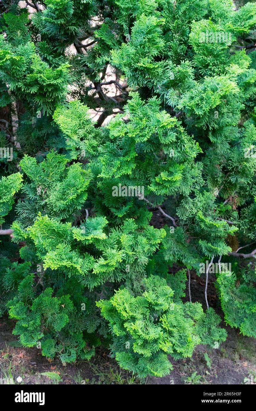 Chamaecyparis Obtusa 'breviramea' - View 2 from www redcrocus com