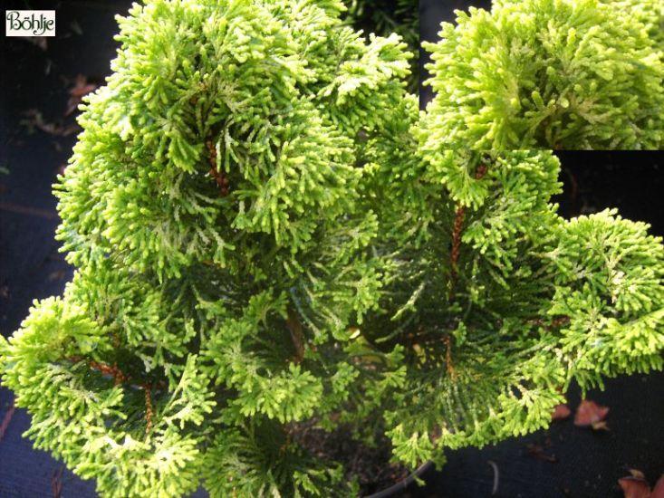 Chamaecyparis Obtusa 'breviramea' - View 3 from www redcrocus com