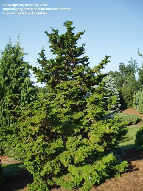 Chamaecyparis Obtusa 'breviramea' - View 8 from www redcrocus com