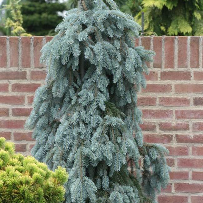 Picea Pungens The Blues - View 19 from www redcrocus com